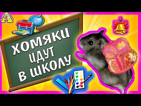 Видео: ХОМО-ШКОЛА без игрушек все серии подряд | Сказка про Куки и Funny | Хомки | Alisa Easy Pets