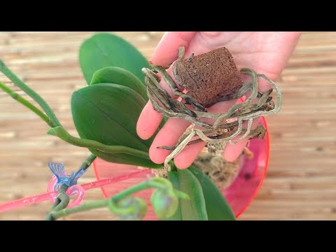Видео: ЧТО орхидеи ДЕЛАТЬ! ЧЕРНАЯ ГНИЛЬ на шейке! КОРНИ орхидеи ГНИЮТ! КОРНЕВАЯ гниль или ГНИЁТ это пятно?