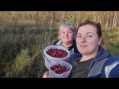 Видео: Ездили за КЛЮКВОЙ на болото - в тишине и в багульнике! Благодать!