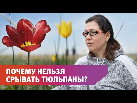 Видео: В Оренбурге расцвели тюльпаны Шренка. Как борются с браконьерами?