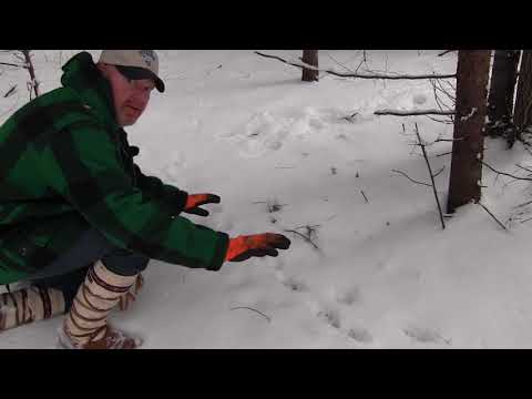 Видео: как сделать слепые наборы для койотов и рысей