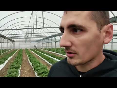 Видео: Выращивание земляники садовой (клубники), сорт Мурано