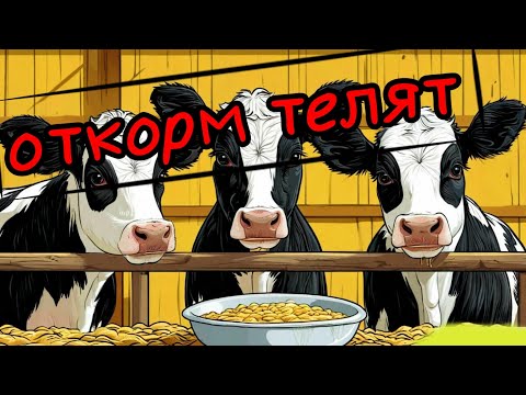 Видео: каша или сухая дробленка для быков