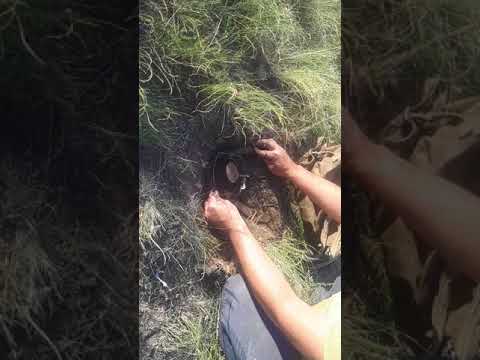 Видео: Как ставить капканы на сурка.