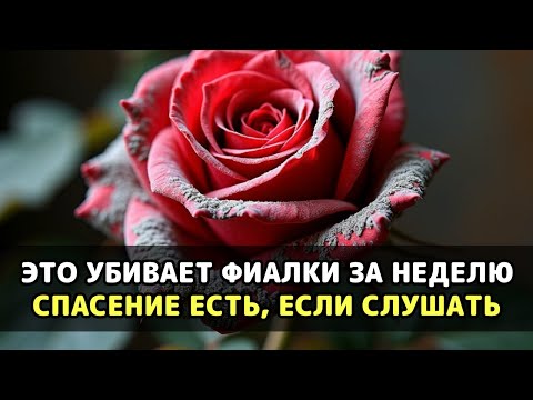 Видео: Ваши цветы медленно умирают, потому что вы поливаете их «с любовью» каждый день