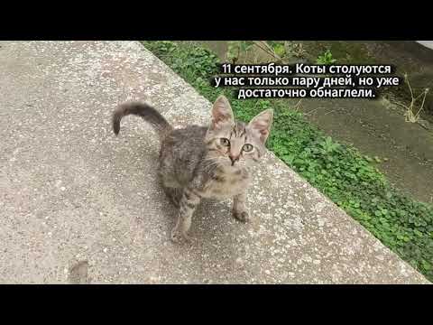 Видео: Осень - время считать урожай. Наш "урожай"