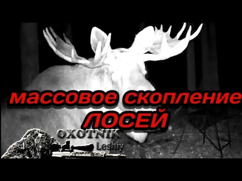 Видео: Массовое скопление Лосей на одном солонце!