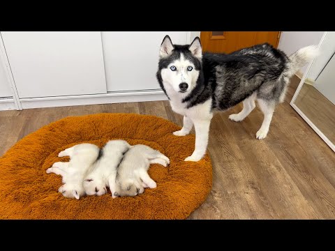 Видео: Старый Хаски и крошечные щенки, прежде чем стать друзьями! Реакция кошки на щенка