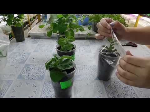 Видео: 🌹🌹🌹ЛУЧШИЙ СПОСОБ ВЫРАСТИТЬ ПЕТУНИЮ ! Как быстро получить цветущие растения
