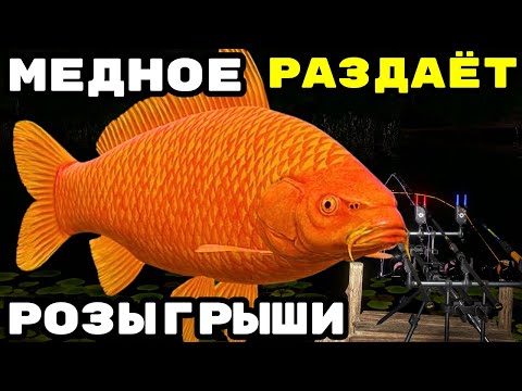 Видео: МЕДНОЕ РАЗДАЁТ - ЛОВИМ ТРОФЕЙ 🎁 В  РУЛЕТКЕ - РАПТОР, ВЕНГА, РОД ПОД 🔴 РОЗЫГРЫШИ И ТУРНИРЫ 💥СТРИМ РР4