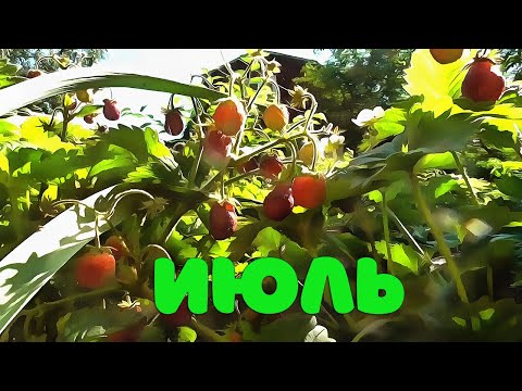 Видео: Июль 2024