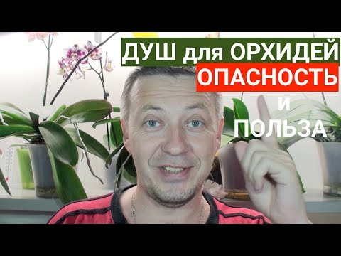 Видео: ДУШ для ОРХИДЕЙ теплый и горячий, в чем ПОЛЬЗА и ОПАСНОСТЬ
