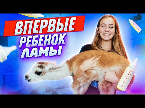 Видео: ВПЕРВЫЕ: РЕБЁНОК АЛЬПАКИ У МЕНЯ ДОМА// КОРМЛЮ ИЗ БУТЫЛОЧКИ ДВУХНЕДЕЛЬНОГО ДЕТЕНЫША