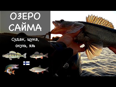 Видео: Рыбалка в Финляндии. Озеро Сайма. Отчет о рыбалке №4.