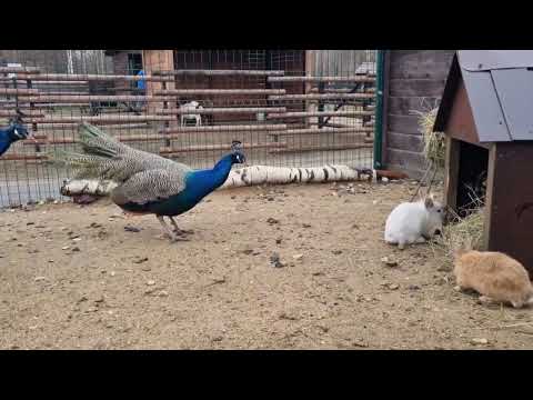 Видео: Павлины впервые увидели кроликов  🦚