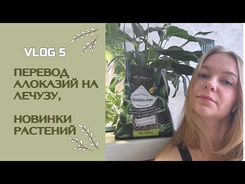 Видео: ЦВЕТОЧНЫЙ ВЛОГ 5 || ПЕРЕВОД АЛОКАЗИЙ НА ЛЕЧУЗУ || НОВИНКИ В ФИТОСТЕНЕ || СРОЧНАЯ ПЕРЕСАДКА ЛИМОНА