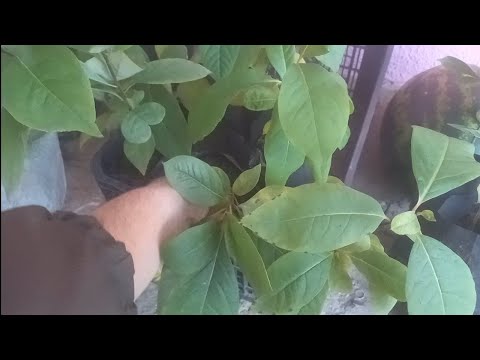 Видео: Плохое развитие сеянцев хурмы.  Сеянцы азимины 2025г                           