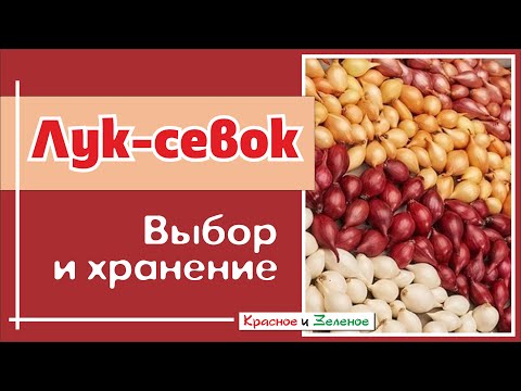 Видео: Лук-севок. Как выбрать и сохранить до посадки