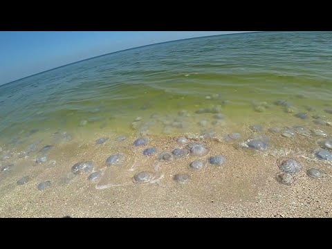 Видео: Решили уехать пока нас не съели медузы и комары! Коса Бирючий остров - Федотова коса