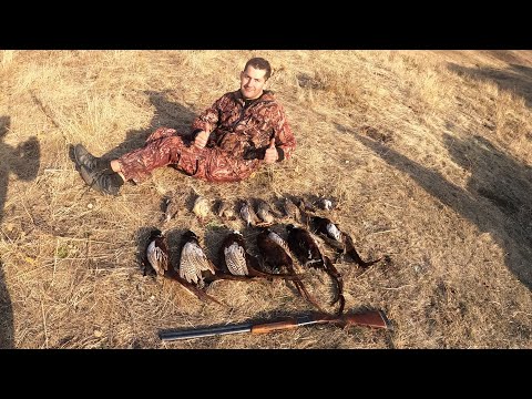 Видео: Огромный горный фазан Кыргызстана.