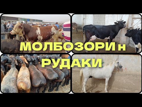 Видео: МОЛБОЗОРИ н РУДАКИ 31.07.2024