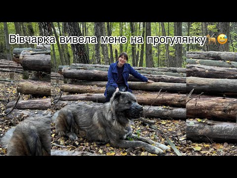 Видео: Прогулянка с кавказькою вівчаркою Греєм.