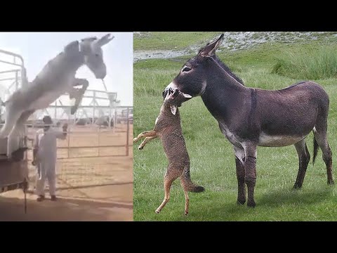 Видео: ОСЕЛ В ДЕЛЕ! Ему не страшны гиены, быки, лошади и даже крокодилы!