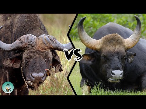Видео: МЕЙСКИЙ БУЙВОЛА ПРОТИВ ИНДЕЙСКОГО ГАУРА — Кто сильнее?