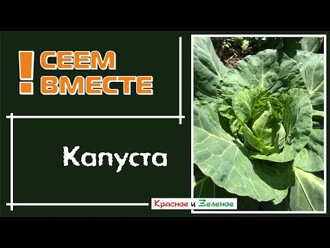 Видео: Рассада капусты. Посев в теплицу