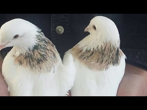 Видео: Выставка в Москве Садоводе 27 ноября 2021 год ждём всех голубеводов  +79085622004