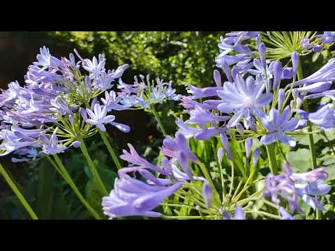 Видео: 14.03.25 Сад на Большом Фонтане. Агапантус  в открытом грунте - секрет выращивания этих южных цветов