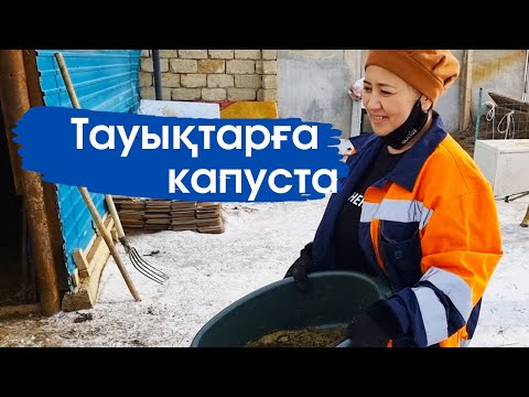 Видео: Vlog. Тауықтарға капуста байлап бердім.Қойларға өзгеше жем бердім