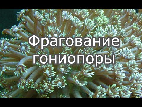 Видео: Фрагование  жестких кораллов - это просто