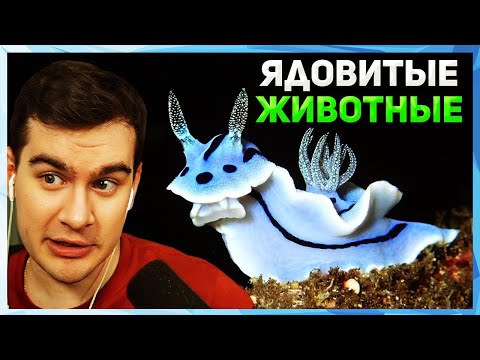 Видео: Братишкин СМОТРИТ - САМЫЕ ЯДОВИТЫЕ ЖИВОТНЫЕ МИРА / 2 часть