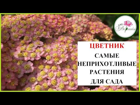 Видео: Самые неприхотливые цветы.  Тысячелистник