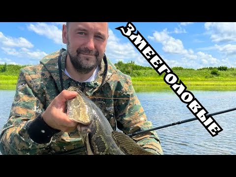 Видео: Змееголов. Рыбалка выходного дня.