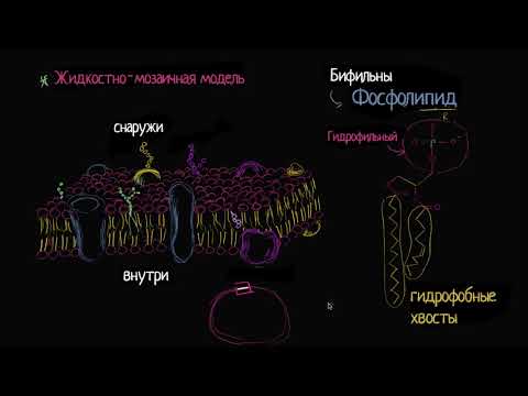 Видео: Жидкостно-мозаичная модель структуры клеточной мембраны (видео 1) | Мембранный транспорт | Биология