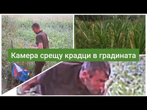 Видео: Камера срещу крадци в градината! Мъж установи "клиент" да пазарува безплатно!