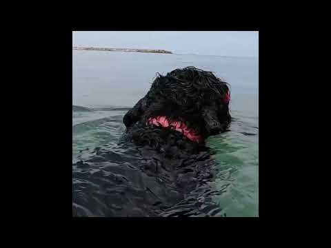 Видео: Русский черный терьер. Интеллект, Вопросы и ответы,  История