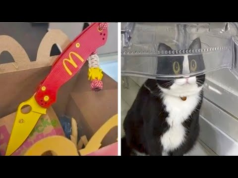 Видео: Фотографии, которые вызовут шок и смех