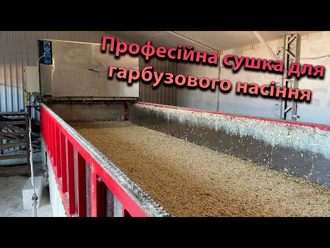 Видео: Професійна сушка для гарбузів, обираємо найкращі сорти для клієнтів