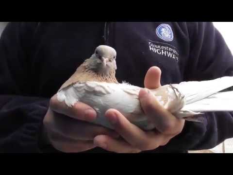 Видео: Почему голубь не может долго летать, еще одна из причин!?