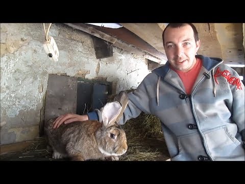 Видео: Зоркий Глаз отец семейства! Вес кролика породы Бельгийский великан/ Фландр/ в 1 год!