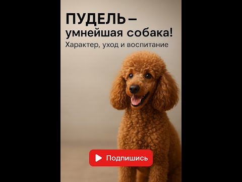 Видео: ПУДЕЛЬ – умнейшая собака! Характер, уход и воспитание