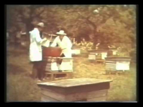 Видео: Селекция пчел. СССР 1977 год.