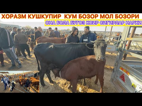 Видео: ХОРАЗМ КУШКУПИР КУМ БОЗОР МОЛ БОЗОРИ ОНА БОЛА БУГОЗ КСИР СИГИРЛАР НАРХИ 28-октябрь 