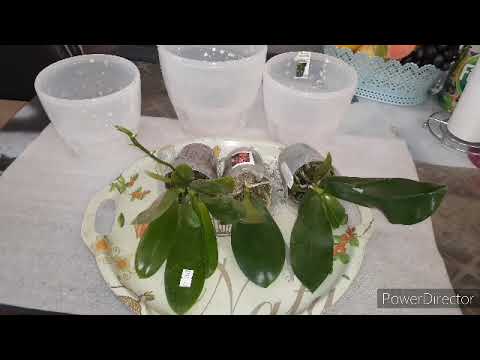 Видео: Пересадка #Азиатских_Орхидей/когда? Как?Все просто даже если есть проблемные Орхидеи. часть 1