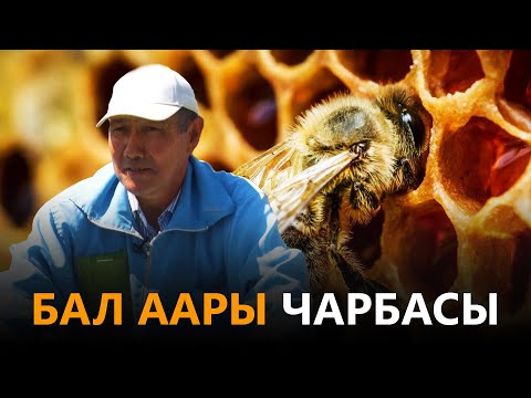 Видео: NewTV// Бал аары чарбасы // АЗЫРКЫНЫН АЗАМАТТАРЫ