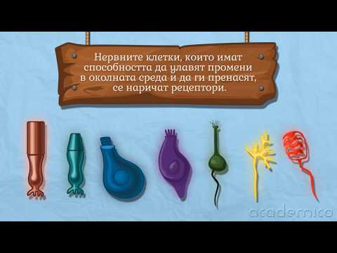 Видео: Дразнимост при животните. Нервна система - Човекът и природата 6 клас | academico