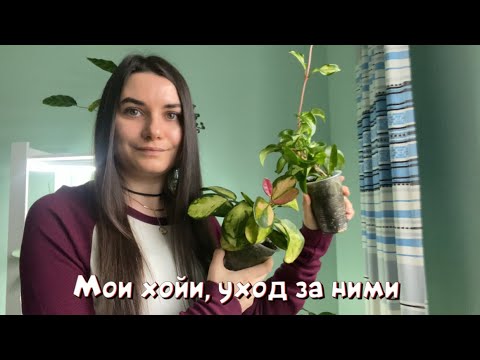 Видео: Мои хойи, уход за ними.